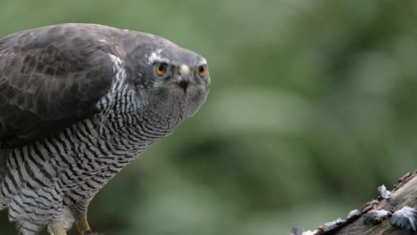 Slow Motion Close Beautiful Northern Goshawk Ripping Meat Bone Eating — Vídeo de Stock