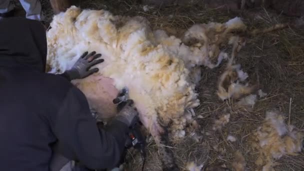 头戴头罩的年轻养羊农有条不紊地剪毛休息的公羊 — 图库视频影像