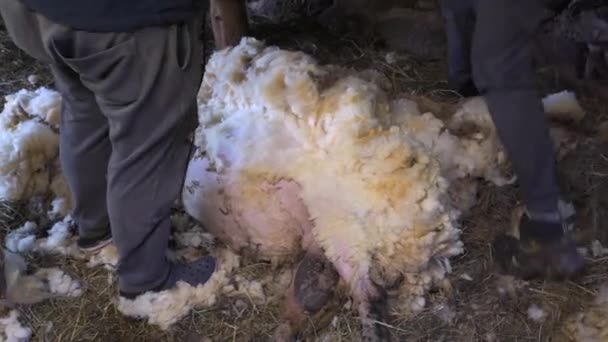 Young Farmer Hoodie Lets Friend Shear Sheep Motions Which Direction — Stock Video