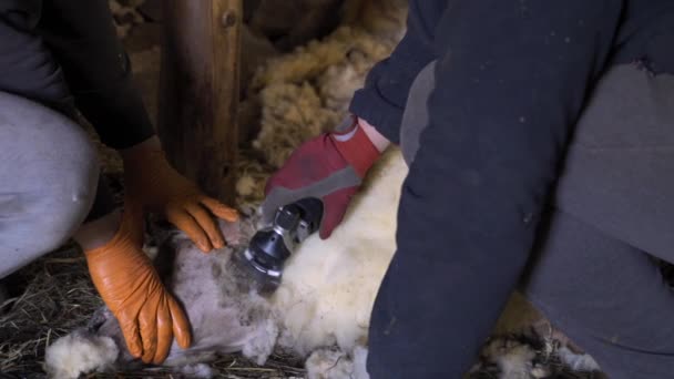 Shearer Andere Veldhanden Die Samenwerken Schapen Scheerwol Verzorgen — Stockvideo