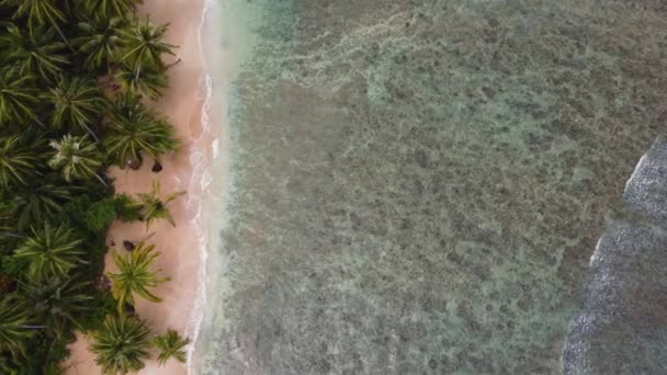澄んだ海のサンゴ礁のあるシュノーケリングスポットのドローン航空鳥の目のパンショットサンダヤシのヤシの木旅行旅行休暇スポットメンタワイ諸島インドネシアアジアシベルットスマトラ4K — ストック動画