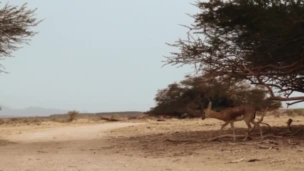 Panning Close Tiro Uma Jovem Gazela Rumo Através Uma Estrada — Vídeo de Stock