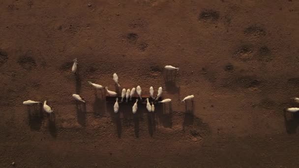Descente Vue Aérienne Dessus Groupe Oryx Blanc Sahara Hydratant Abreuvoir — Video