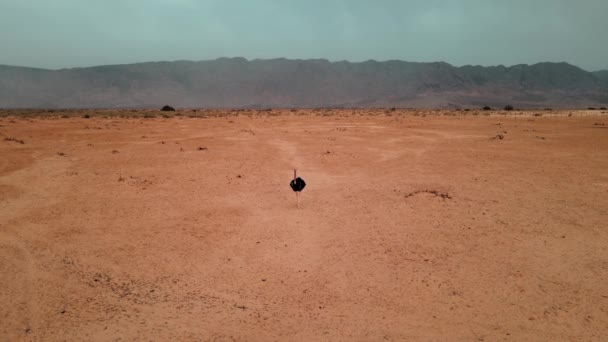 Rastreamento Aéreo Disparado Uma Avestruz Caminhando Paz Através Parque Nacional — Vídeo de Stock