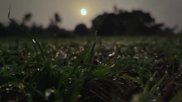 Niski Kąt Ekstremalne Zbliżenie Strzał Rosy Trawie Rano Podczas Wschodu — Wideo stockowe