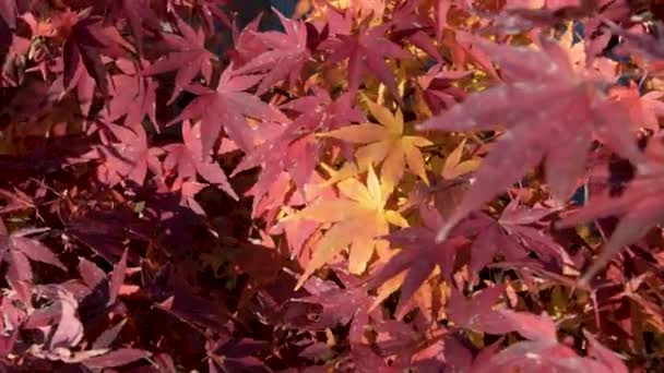 Dedaunan Merah Kuning Dan Jingga Maple — Stok Video