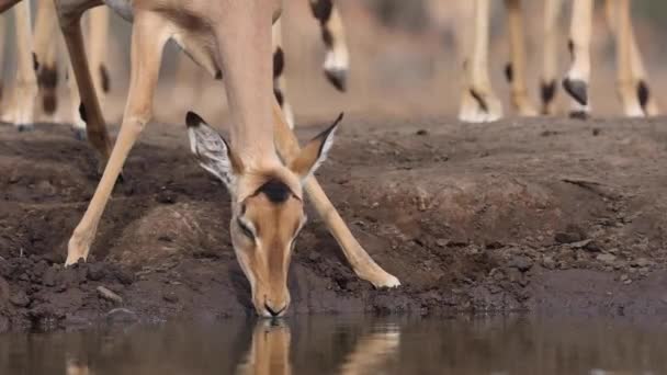 Low Angle Close Clip Two Impala Drinking Mashatu Game Reserve — Stock Video