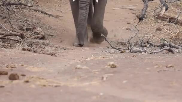 Close Van Benen Voeten Van Een Olifant Naderend Een Stoffig — Stockvideo