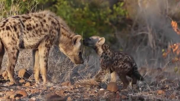 Cucciolo Iena Maculato Che Interagisce Con Iena Adulta Nella Riserva — Video Stock