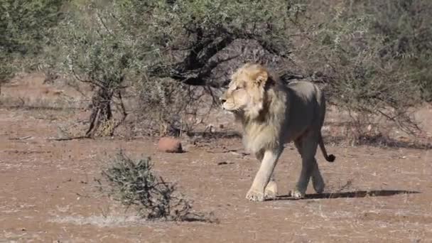 Een Mannelijke Leeuw Loopt Roept Mashatu Game Reserve Botswana — Stockvideo