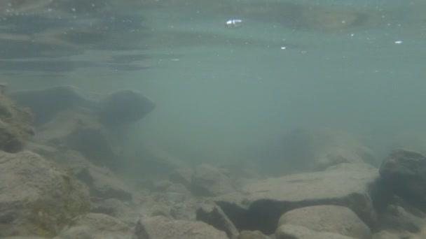 Geçirmez Kamera Nehir Yatağı Taşlarla Bulanık Yeşil Suyla Kaplı — Stok video