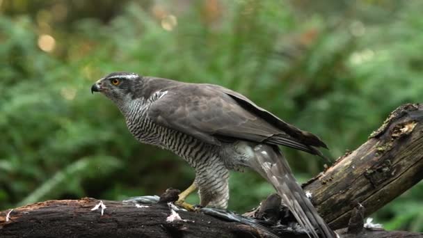 靠近拍摄的野生北方鹰栖息在树枝上 捕猎后吃猎物 动作缓慢 — 图库视频影像