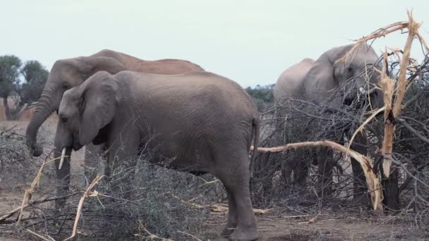 Een Kleine Groep Olifanten Bladert Door Mashatu Game Reserve Bostwana — Stockvideo