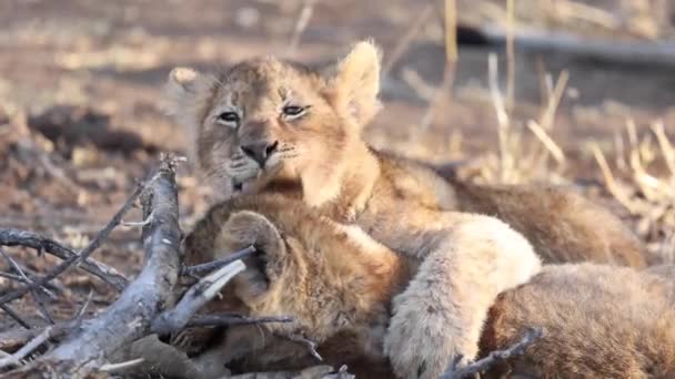 Primo Piano Due Cuccioli Leone Che Lottano Lavano Nella Riserva — Video Stock