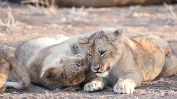 Dois Filhotes Leão Brincalhões Jogando Afetuosamente Mashatu Game Reserve Botsuana — Vídeo de Stock