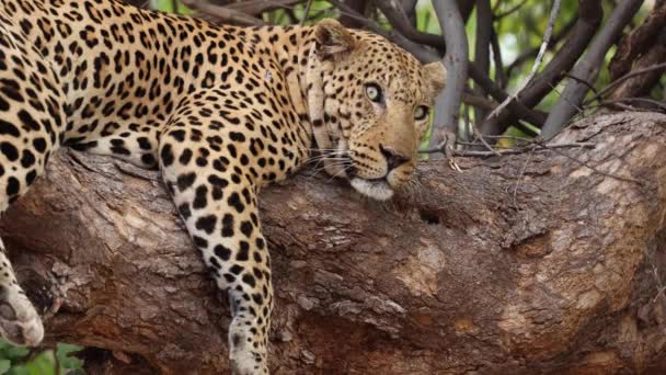 Leopardo Descansando Relógios Sua Árvore Mashatu Game Reserve Botswana — Vídeo de Stock