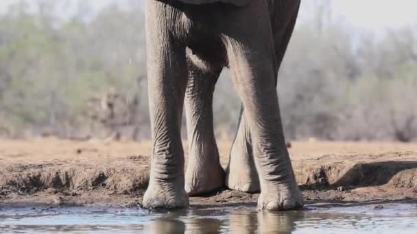 Cortado Clipe Estático Jovem Elefante Com Tronco Danificado Água Potável — Vídeo de Stock