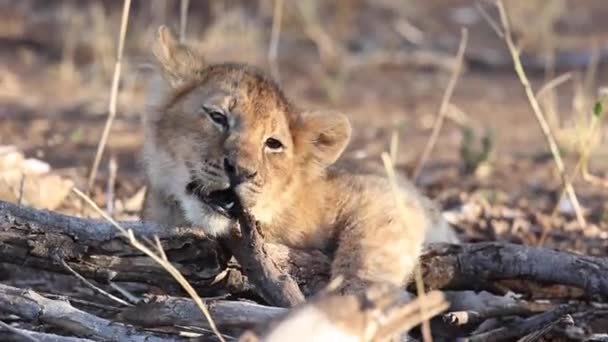 Lví Mládě Žvýkající Klacek Rezervaci Mashatu Botswana — Stock video