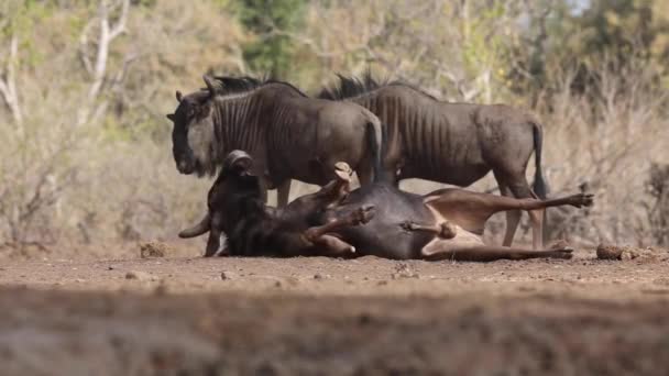 Blue Wildebeest Prach Koupání Mashatu Game Reserve Botswana — Stock video