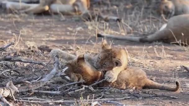 博茨瓦纳马沙图野生动物保护区两只狮子幼崽在干旱的土地上摔跤 — 图库视频影像