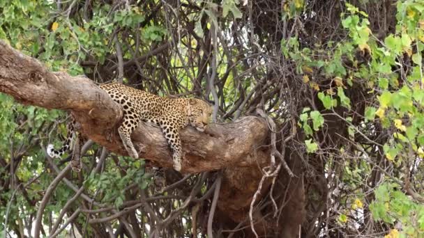 Leopardo Vigile Che Riposa Albero Nyala Nella Riserva Mashatu Botswana — Video Stock