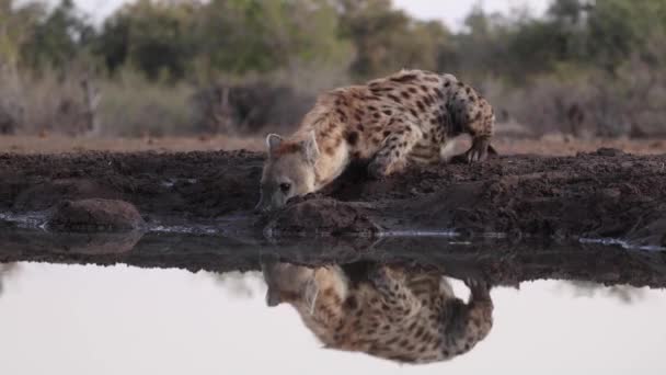 博茨瓦纳马沙图野生动物保护区的一个水坑里 一只警觉地看到的鬣狗在喝水 — 图库视频影像