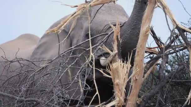 Primer Plano Elefante Navegando Reserva Caza Mashatu Bostwana — Vídeos de Stock