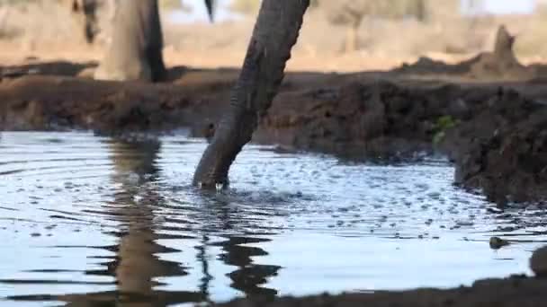 Grampo Estático Dos Troncos Dois Elefantes Bebendo Gotejando Água Mashatu — Vídeo de Stock