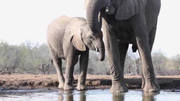 Молодой Слон Половиной Буксира Питьевой Воды Заповеднике Машату Ботсвана — стоковое видео