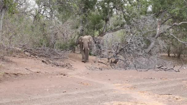 Slon Kráčející Prašné Stezce Kameře Mashatu Game Reserve Botswana — Stock video