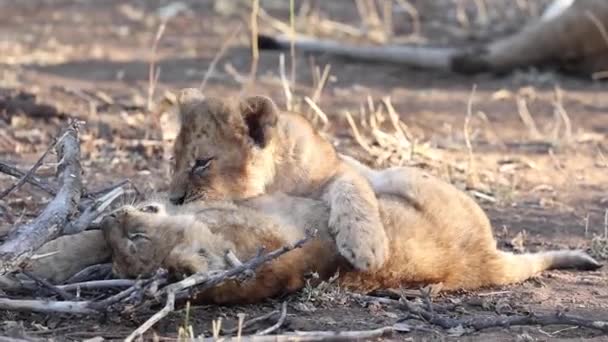 博茨瓦纳马沙图野生动物保护区 两只爱玩的狮子宝宝在地上摔跤 — 图库视频影像