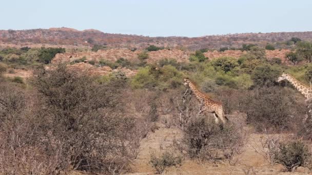 Τέσσερις Καμηλοπαρδάλεις Περπατώντας Στον Ήλιο Όλη Mashatu Game Reserve Μποτσουάνα — Αρχείο Βίντεο
