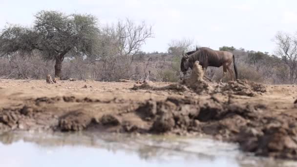 Blå Gnugga Går Långsamt Över Ramen Mashatu Game Reserve Botswana — Stockvideo