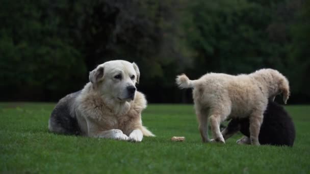 Familia Perros Descansa Prado Cachorros Blancos Negros Jugando Con Madre — Vídeos de Stock