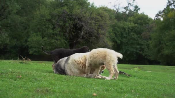Собаки Играют Зеленом Лугу Два Щенка Мать Брошены Природе — стоковое видео