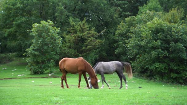 Ein Paar Pferde Streift Frei Auf Der Wiese Mit Grünem — Stockvideo