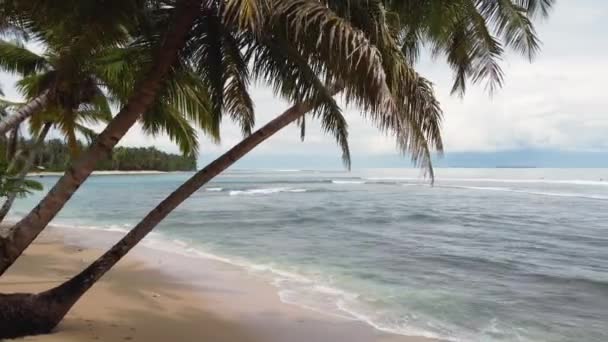 砂のビーチでヤシの木から撮影されたドローンの空中パンの風景雲の多いインド洋での休暇先のスポット メンタワイ諸島旅行観光アジアインドネシア4K — ストック動画