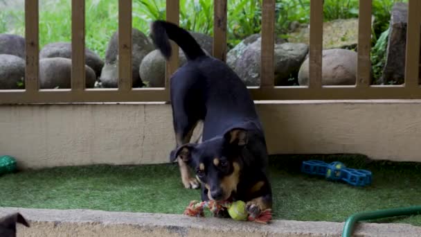 Anjing Mengejek Anjing Lain Dengan Mainan — Stok Video