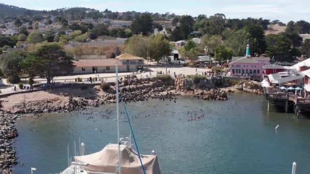 Luftaufnahme Einer Großen Gruppe Seelöwen Die Wasser Spielen Und Sich — Stockvideo