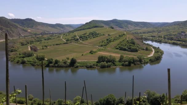 Slow Aerial Shot Vineyard Εμφάνιση Περισσότερων Αμπελώνων Στο Brem Moselle — Αρχείο Βίντεο