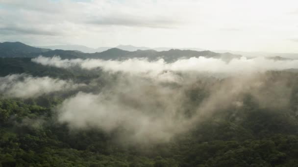 Vista Aérea Floresta Montanha Envolta Por Nuvens República Dominicana — Vídeo de Stock