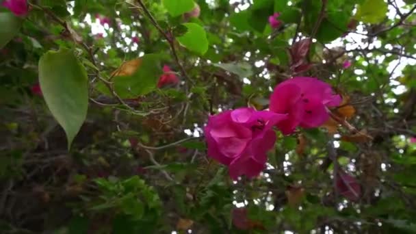 Tipo Buganvília Roxa Local Que Tem Apelido Flor Papel Porque — Vídeo de Stock