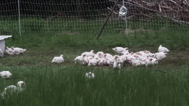 Kippen Eten Grasveld Kleine Boerderij 30Fps — Stockvideo