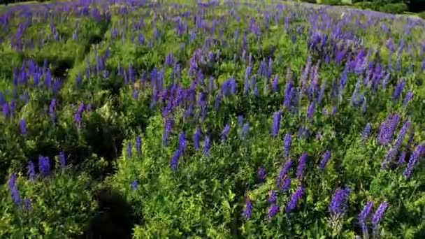 Menyapu Gambar Lapangan Penuh Bunga Lupin Dengan Rumput Berangin Purple — Stok Video