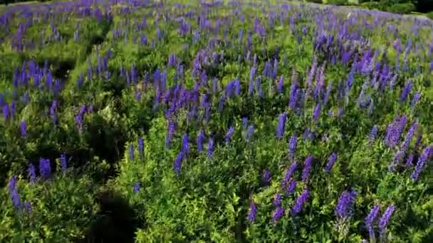 Tiro Campo Lleno Flores Altramuz Con Hierba Ventosa Flores Altramuz — Vídeos de Stock