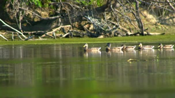 Rangée Canards Nageant Dans Étang Avec Asclépiade Panoramique — Video