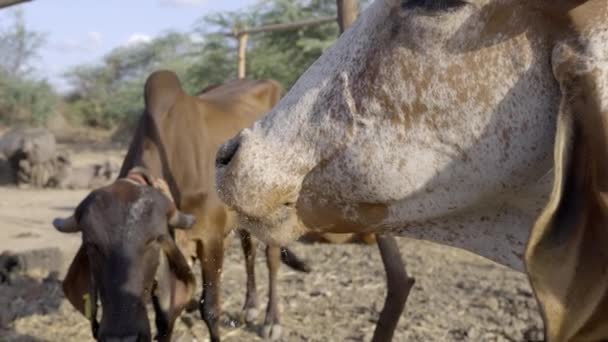 Primer Plano Ganadero Gyr Masticando Cud Granja Aldea India — Vídeo de stock