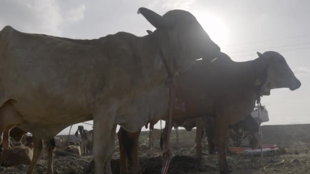 Stádo Dobytka Které Stojí Pod Sluncem Statku Hospodářských Zvířat Indii — Stock video