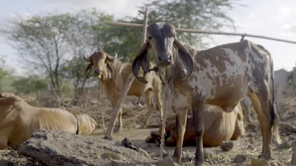 畜群背景下 站在农场里的奶牛小牛的近视 — 图库视频影像