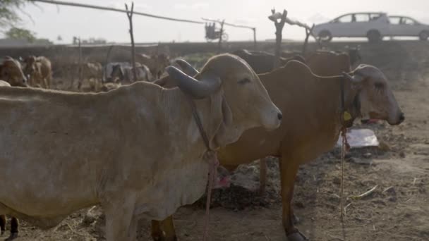 Стадо Гирского Скота Молочной Ферме Индейской Деревне Средний Выстрел — стоковое видео